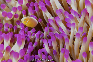 Tiny juvenile anemone fish sticking out its neck by Carlo Greco 